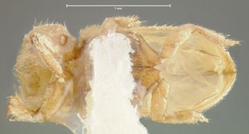 Media type: image;   Entomology 24468 Aspect: habitus ventral view